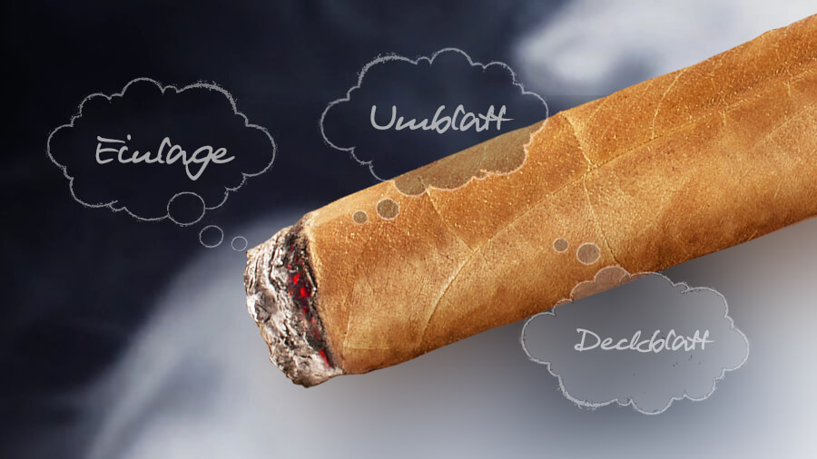 Aufbau einer Zigarre – Einlage, Umblatt und Deckblatt